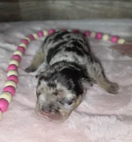 Misty, a female French Bulldog for sale in Camden, MI – 2 of 5