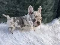 Olivia , a female French Bulldog for sale in Camden, MI – 6 of 6