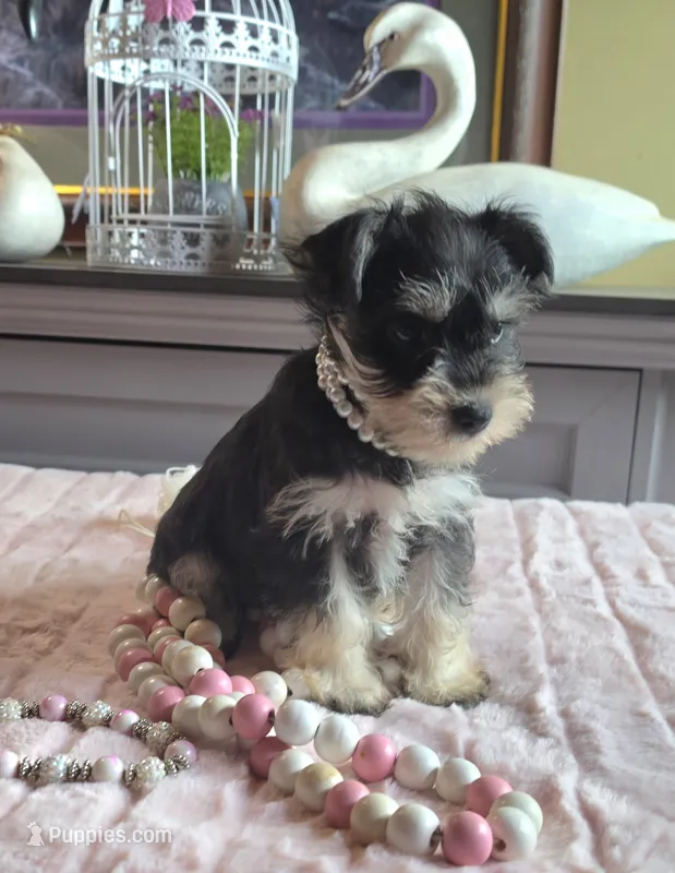 Peggy – Miniature Schnauzer puppy for sale in Camden, MI