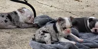 Maria, a female Boston Terrier for sale in Camden, MI – 2 of 8