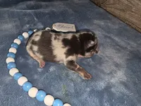 HARLEQUIN , a male French Bulldog for sale in Camden, MI – 9 of 9