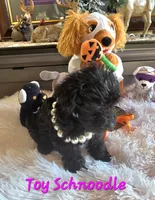 Elvira , a female Schnoodle for sale in Camden, MI – 4 of 10