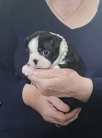 Michigan black beauty, a female Boston Terrier for sale in Camden, MI – Photo 1 of 4