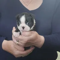 Michigan black beauty, a female Boston Terrier for sale in Camden, MI – Photo 2 of 4