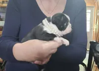 Michigan black beauty, a female Boston Terrier for sale in Camden, MI – Photo 3 of 4