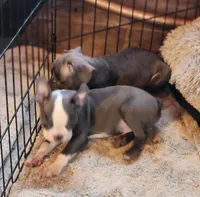 Stewart Little AKC, a male Boston Terrier for sale in Camden, MI – Photo 4 of 6