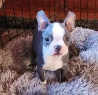 Stewart Little AKC, a male Boston Terrier for sale in Camden, MI – Photo 3 of 6