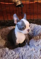 Stewart Little AKC, a male Boston Terrier for sale in Camden, MI – Photo 1 of 6
