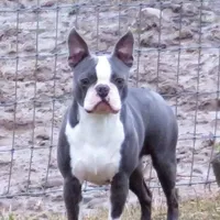 Stewart Little AKC, a male Boston Terrier for sale in Camden, MI – Photo 5 of 6