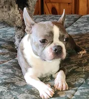 Stewart Little AKC, a male Boston Terrier for sale in Camden, MI – Photo 6 of 6