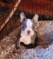 Stewart Little AKC, a male Boston Terrier for sale in Camden, MI – Photo 2 of 6