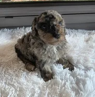 Blue Sugar , a female Poodle - Miniature  for sale in Camden, MI – 7 of 8