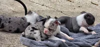 Maria, a female Boston Terrier for sale in Camden, MI – 6 of 8