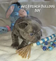 Carlos, a male French Bulldog for sale in Camden, MI – 5 of 7