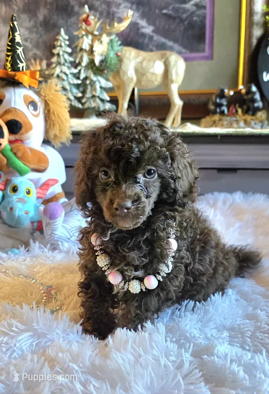 Mavis – Poodle - Miniature  puppy for sale in Camden, MI