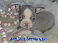 Bella blue, a female Boston Terrier for sale in Camden, MI – 8 of 9