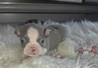 Bella blue, a female Boston Terrier for sale in Camden, MI – 6 of 9
