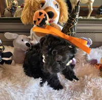 Elvira , a female Schnoodle for sale in Camden, MI – 9 of 10