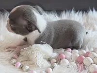 Bella blue, a female Boston Terrier for sale in Camden, MI – 4 of 9