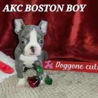 Levi, a male Boston Terrier for sale in Camden, MI – Photo 5 of 5