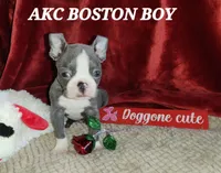 Levi, a male Boston Terrier for sale in Camden, MI – Photo 5 of 5