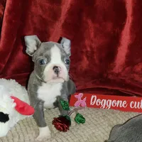 Levi, a male Boston Terrier for sale in Camden, MI – Photo 4 of 5