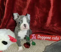 Levi, a male Boston Terrier for sale in Camden, MI – Photo 4 of 5