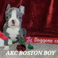 Levi, a male Boston Terrier for sale in Camden, MI – Photo 2 of 5