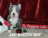 Levi, a male Boston Terrier for sale in Camden, MI – Photo 2 of 5