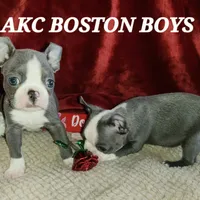 Levi, a male Boston Terrier for sale in Camden, MI – Photo 1 of 5