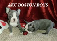 Levi, a male Boston Terrier for sale in Camden, MI – Photo 1 of 5