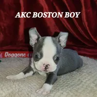 Levi, a male Boston Terrier for sale in Camden, MI – Photo 3 of 5