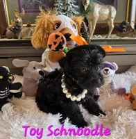 Elvira , a female Schnoodle for sale in Camden, MI – 8 of 10