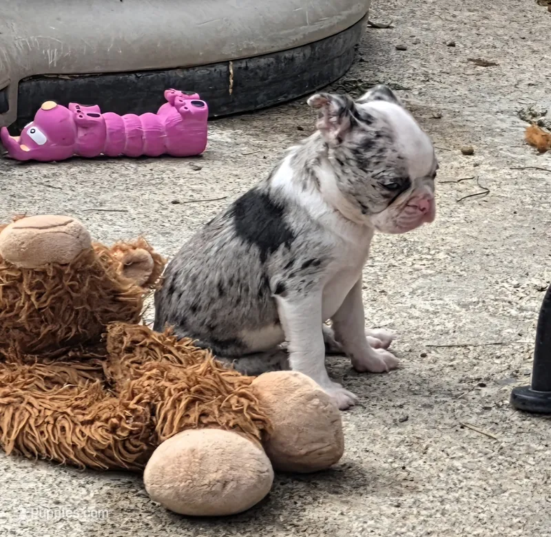 Maria – Boston Terrier puppy for sale in Camden, MI