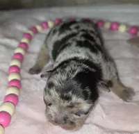 Misty, a female French Bulldog for sale in Camden, MI – 3 of 5
