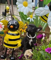 Bee Trice, a female Boston Terrier and French Bulldog for sale in Camden, MI – 4 of 9