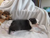 Mable, a female Boston Terrier for sale in Camden, MI – 2 of 8