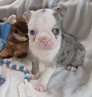 Earl, a male Boston Terrier for sale in Camden, MI – 7 of 8