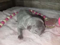 Silver, a female French Bulldog for sale in Camden, MI – 2 of 3