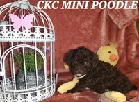 Maria, a female Poodle - Miniature  for sale in Camden, MI – Photo 5 of 10