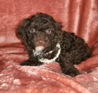 Maria, a female Poodle - Miniature  for sale in Camden, MI – Photo 1 of 10