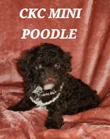 Maria, a female Poodle - Miniature  for sale in Camden, MI – Photo 2 of 10