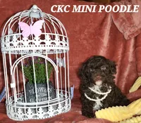 Maria, a female Poodle - Miniature  for sale in Camden, MI – Photo 7 of 10