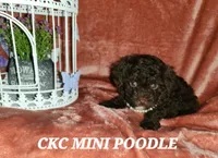 Maria, a female Poodle - Miniature  for sale in Camden, MI – Photo 8 of 10