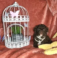 Maria, a female Poodle - Miniature  for sale in Camden, MI – Photo 10 of 10