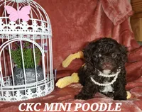 Maria, a female Poodle - Miniature  for sale in Camden, MI – Photo 4 of 10