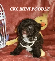 Maria, a female Poodle - Miniature  for sale in Camden, MI – Photo 3 of 10