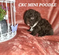 Maria, a female Poodle - Miniature  for sale in Camden, MI – Photo 6 of 10