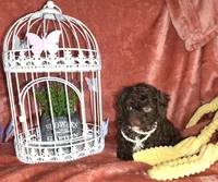 Maria, a female Poodle - Miniature  for sale in Camden, MI – Photo 9 of 10