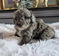 Maria, a female Poodle - Miniature  for sale in Camden, MI – 6 of 6